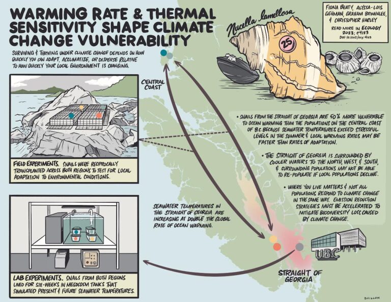 Infographic that shows the warming rate and thermal sensitivity shape climate change vulnerability. It has a aerial view of BC, from the central coast to the Strait of Georgia. It explains how field experiments were done to show that the snails from the Strait was 50% more vulnerable to ocean warming that the populations on the Central Coast of BC because seawater temperatures exceed stressful levels in the summer and local warming rates may be faster than rates of adaptation. Seawater temperatures in the Strait of Georgia are increasing at double the global rate of ocean warming.